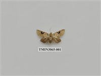 藏品(夜蛾819)的圖片